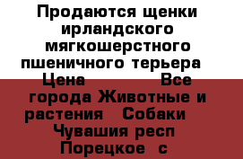 Продаются щенки ирландского мягкошерстного пшеничного терьера › Цена ­ 30 000 - Все города Животные и растения » Собаки   . Чувашия респ.,Порецкое. с.